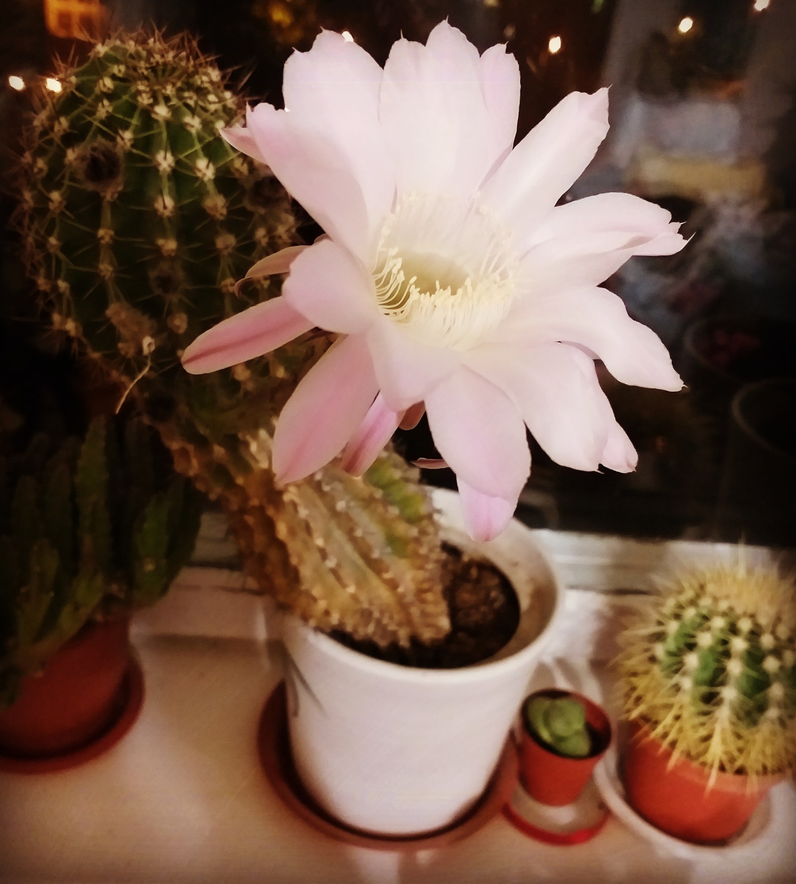 blooms - My, Cactus, Flower, Flowers, Bloom, The photo, Flora, Flower pot, Floriculture