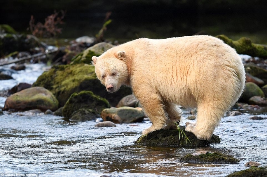 Phantom of the Forest: Kermode bear hit the photographer's lens - The Bears, Unusual, Animals, Longpost, Kermod bear