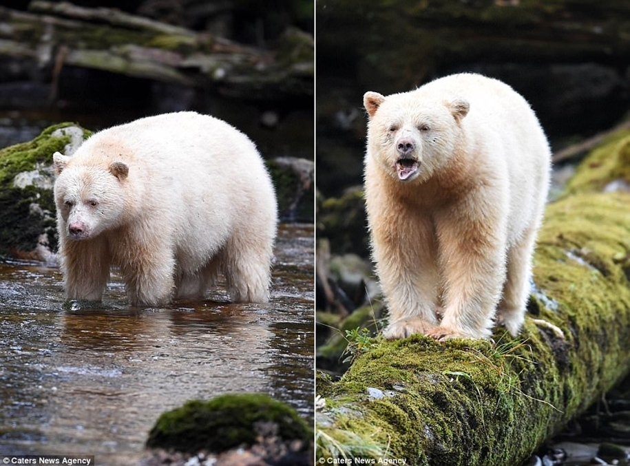 Phantom of the Forest: Kermode bear hit the photographer's lens - The Bears, Unusual, Animals, Longpost, Kermod bear