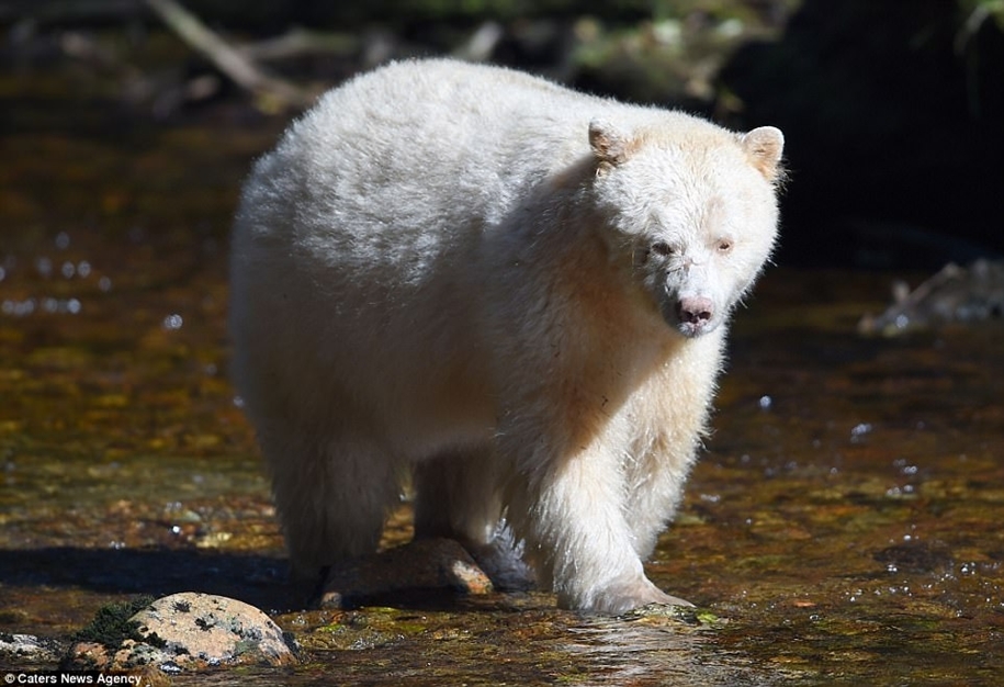 Phantom of the Forest: Kermode bear hit the photographer's lens - The Bears, Unusual, Animals, Longpost, Kermod bear