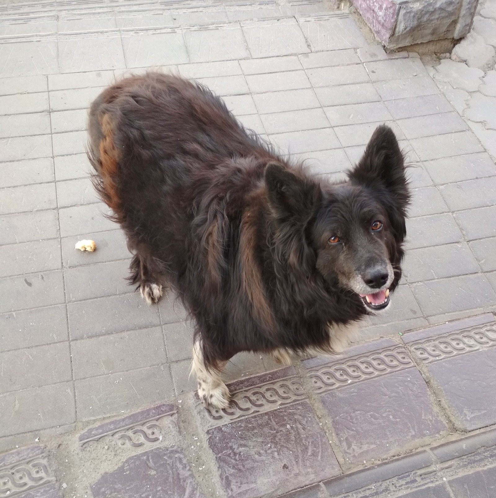 Tomsk. - My, Dog, Tomsk, A loss, Longpost, No rating