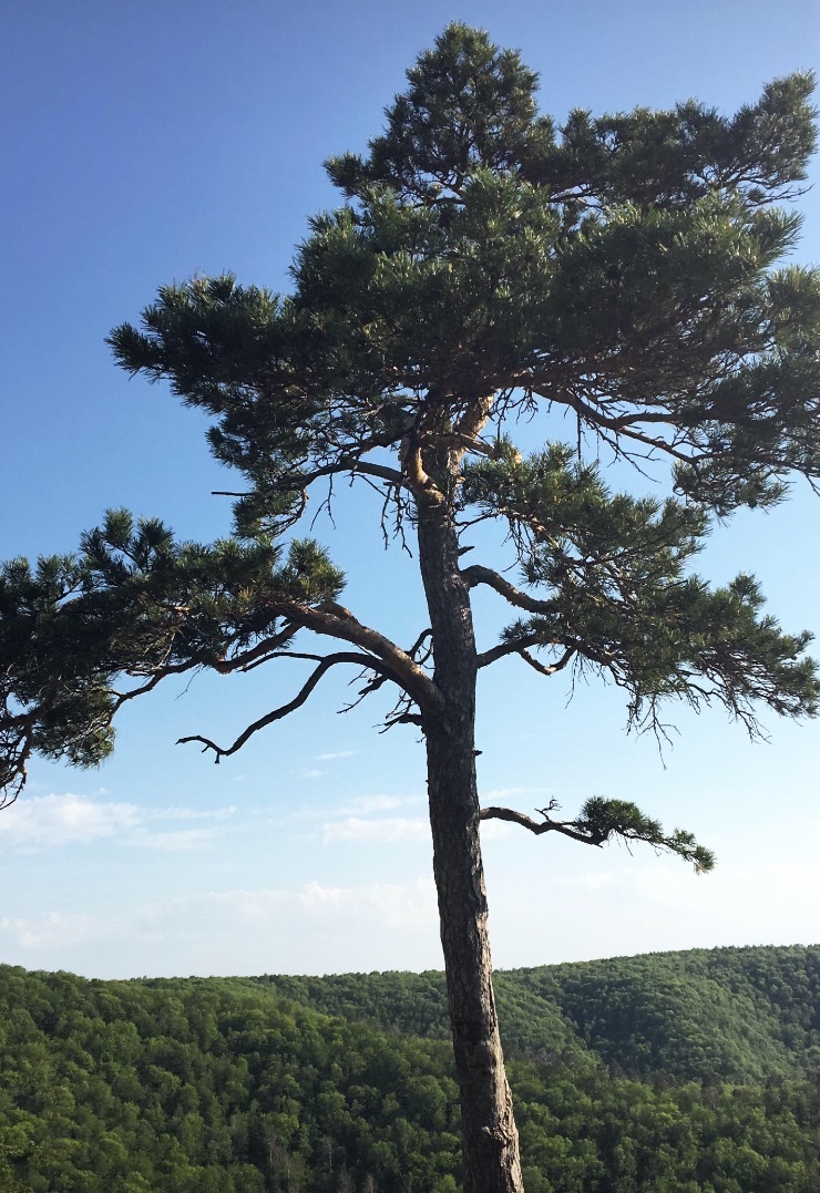 Mount Strelnaya. Samara Region. - My, Nature, Samara Region, Samarskaya luka, Volga, The mountains, beauty, Longpost, Volga river