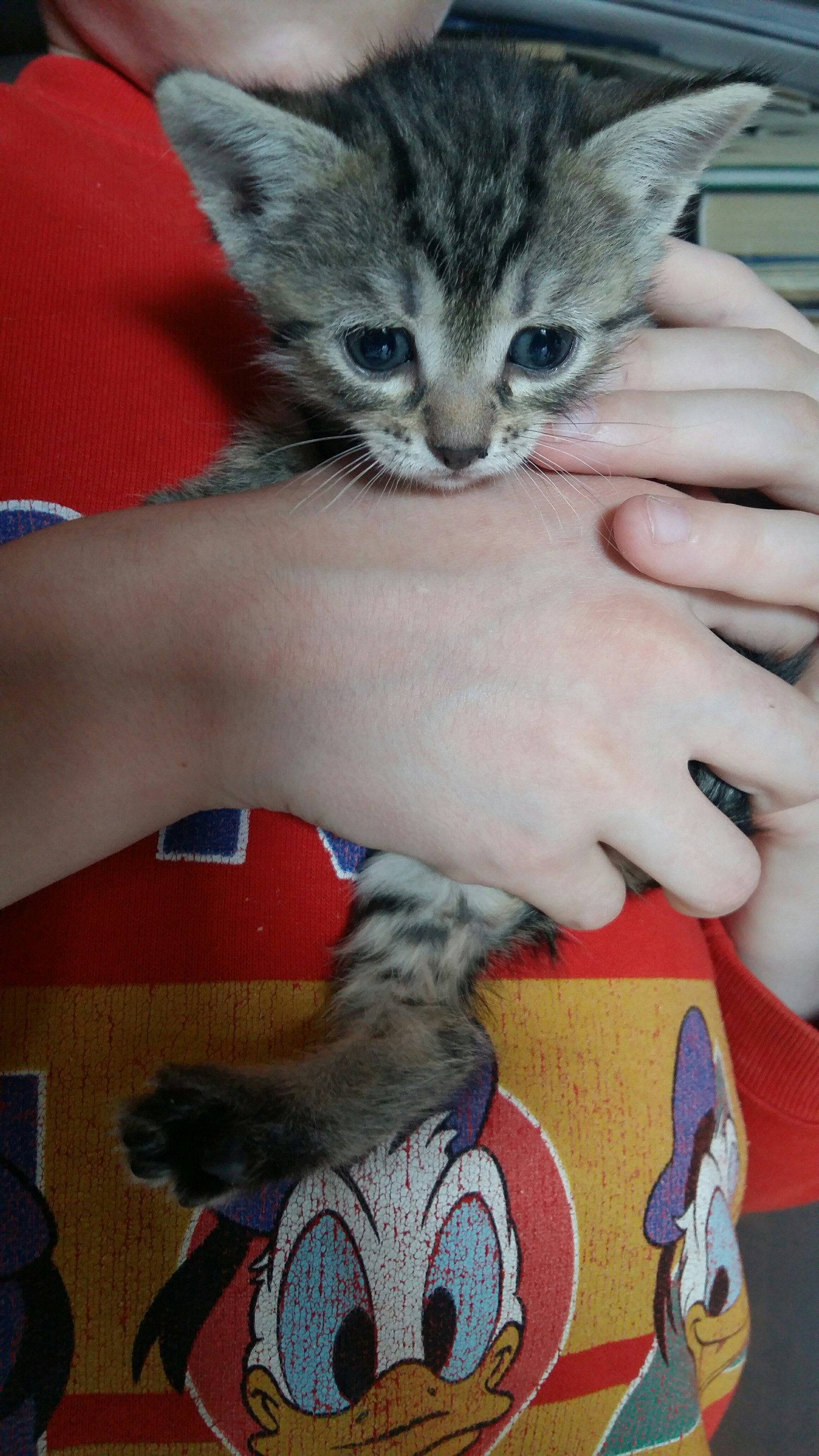 Ivanovo and the region. Help adopt kittens! Born 13.04. from mousetrap cat. - My, , Longpost, cat, In good hands