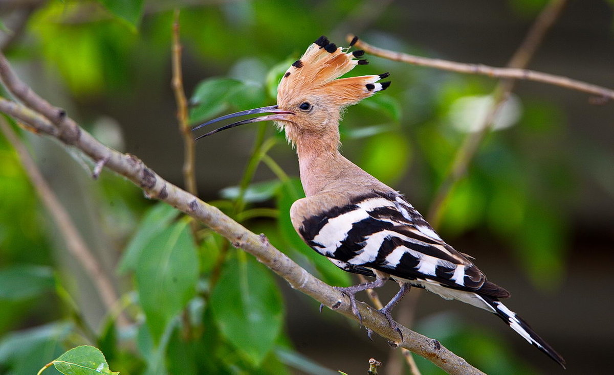 Babolzha - Birds, Hoopoe, Transbaikalia, Longpost