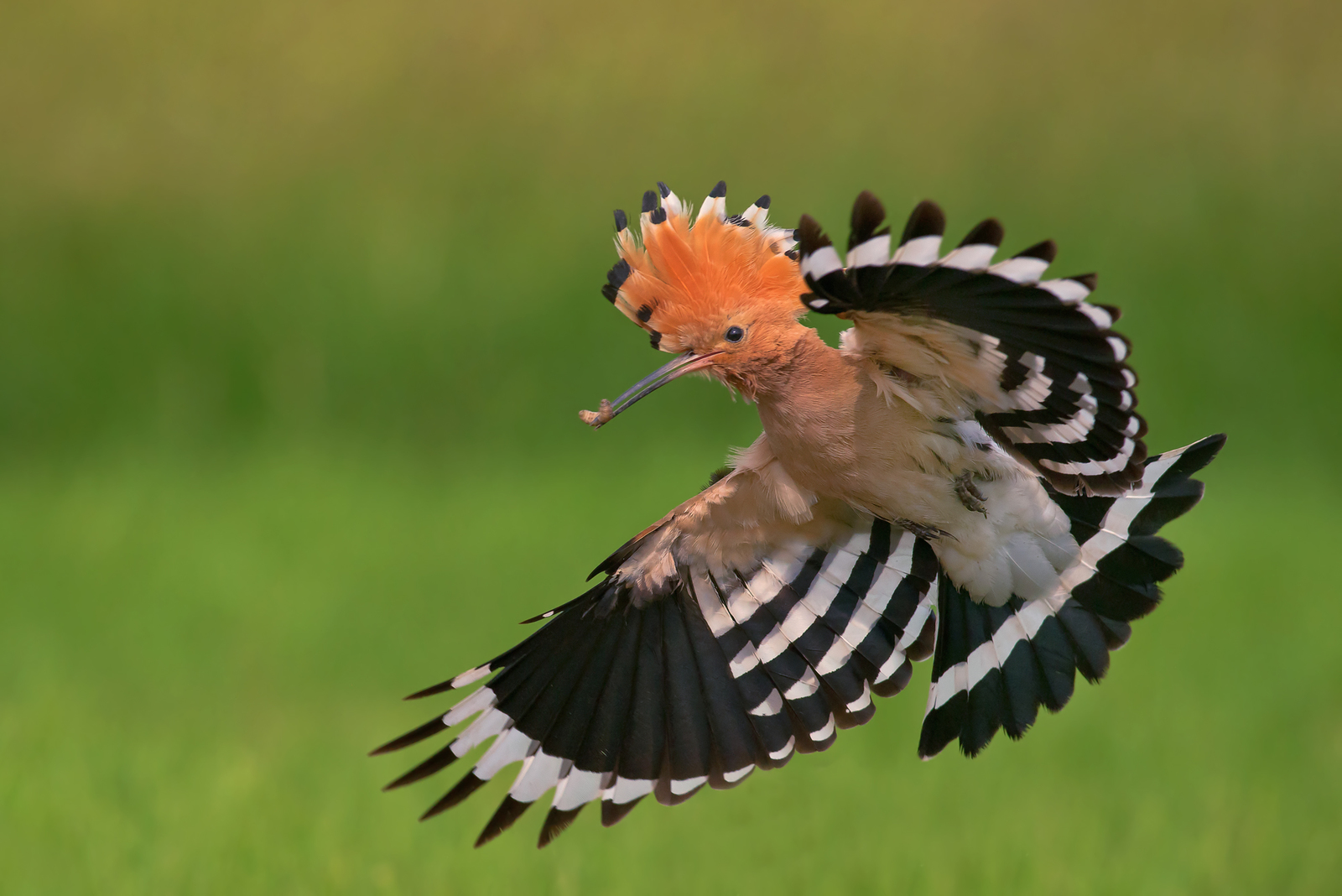 Babolzha - Birds, Hoopoe, Transbaikalia, Longpost