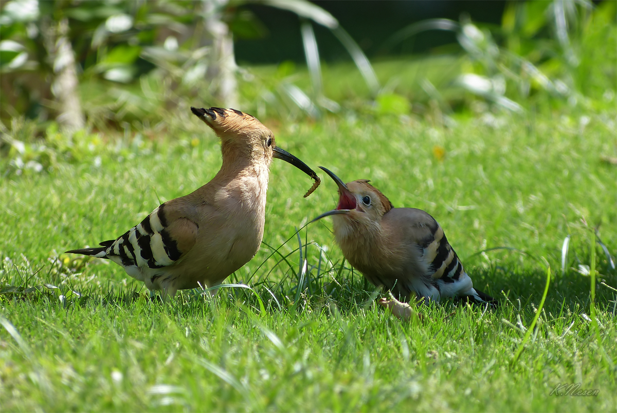 Babolzha - Birds, Hoopoe, Transbaikalia, Longpost