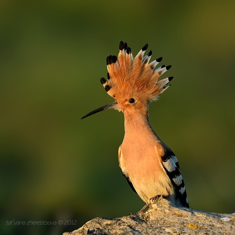 Babolzha - Birds, Hoopoe, Transbaikalia, Longpost