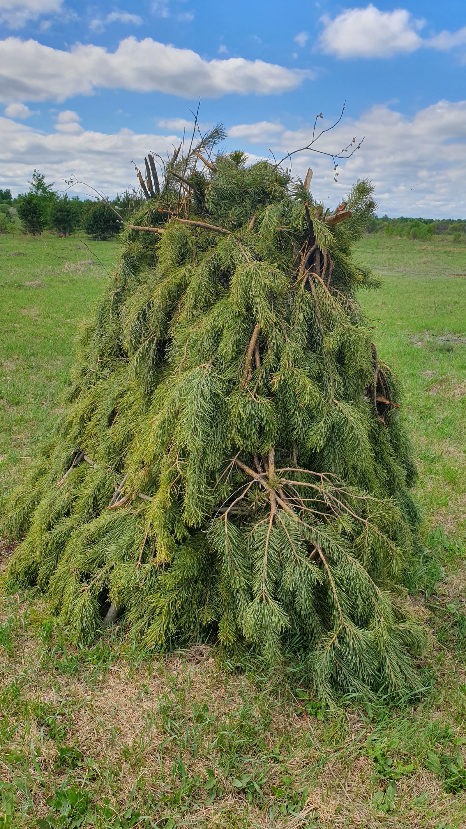 Велопрогулка по Мещере - Моё, Велопрогулка, Мещера, Лес, Поход, Фэтбайк, Велосипед, Длиннопост