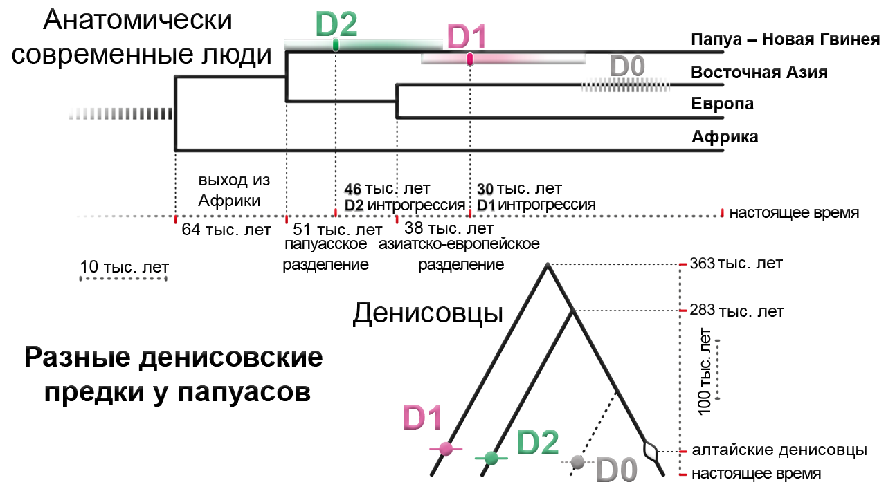 Denisov man, from the phalanx to the skull and jaw. - My, Longpost, Video, The science, Anthropology, Archeology, Genetics, Denisovsky Man, , Evolution, GIF