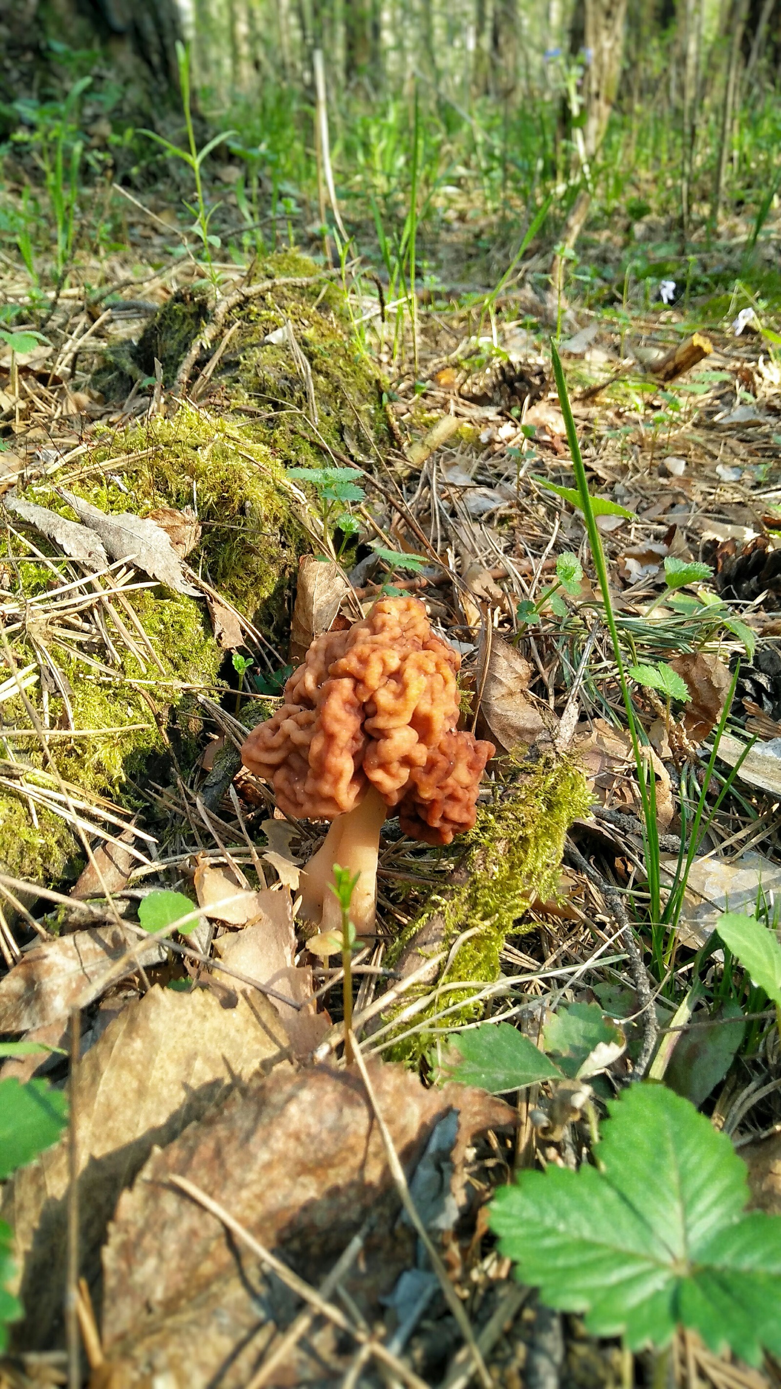 morel cap - My, Yekaterinburg, Mushrooms, Morels, Spring, Mobile photography, Forest