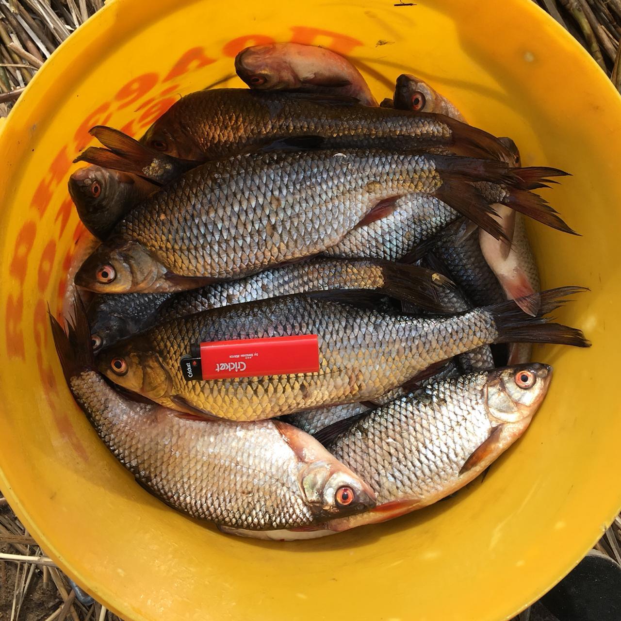 Плотва трофей рр4. Рыба похожая на плотву в ладоге. Зимняя рыбалка на ладоге 2022. Плотва ладога. Ладожская плотва.