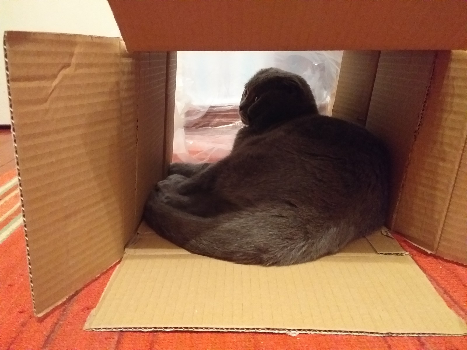 House for a cat - My, cat, Scottish lop-eared, cat house, Longpost