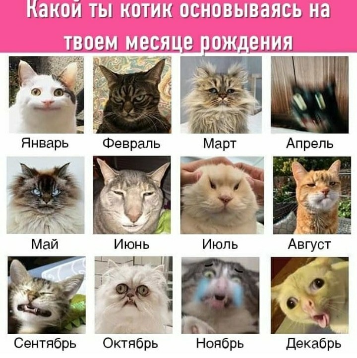 I am May ;)) - cat, Humor, The calendar, Funny