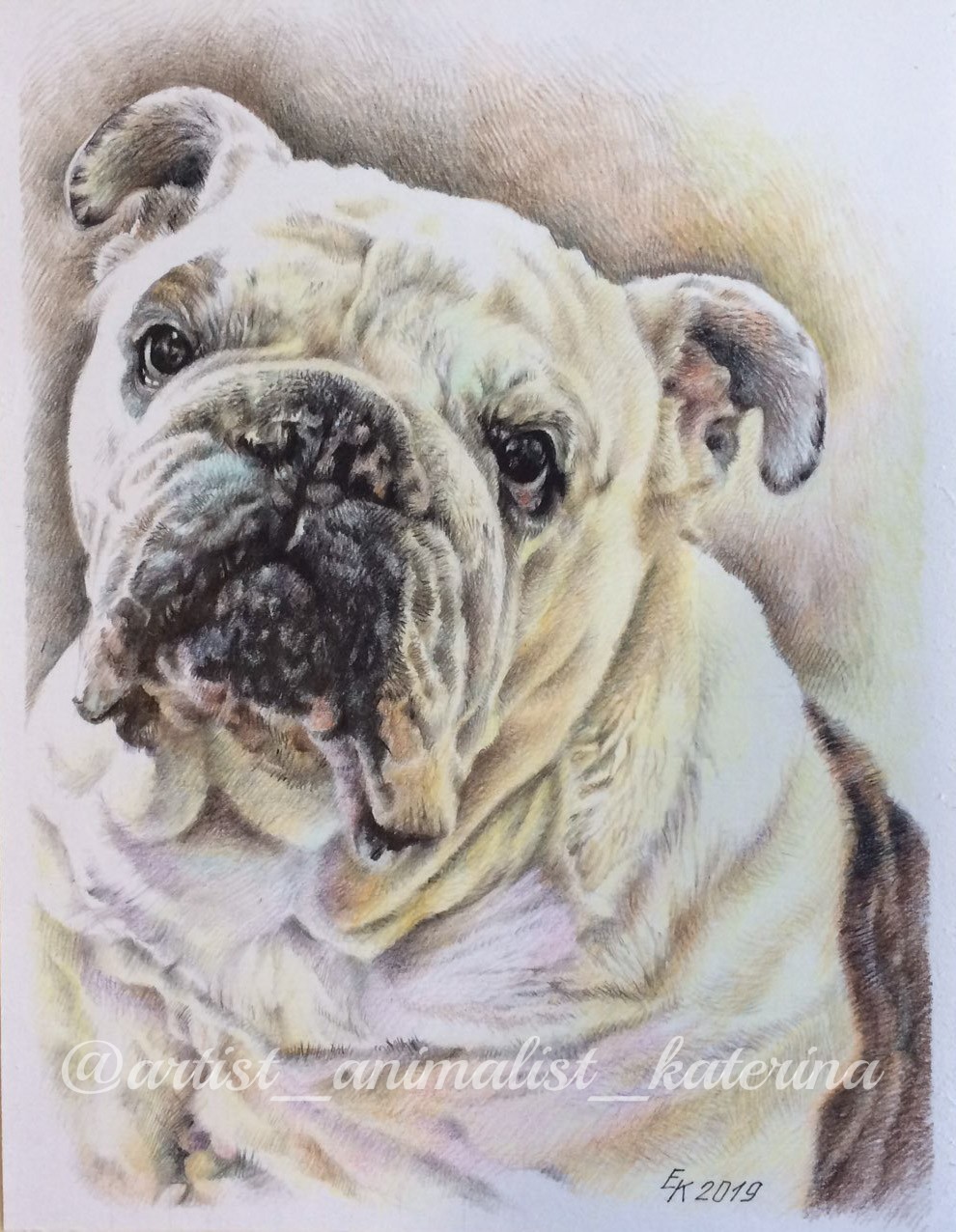 Portraits of English bulldogs in colored pencils. - My, Portrait, animal portraits, Drawing, English bulldog, Longpost