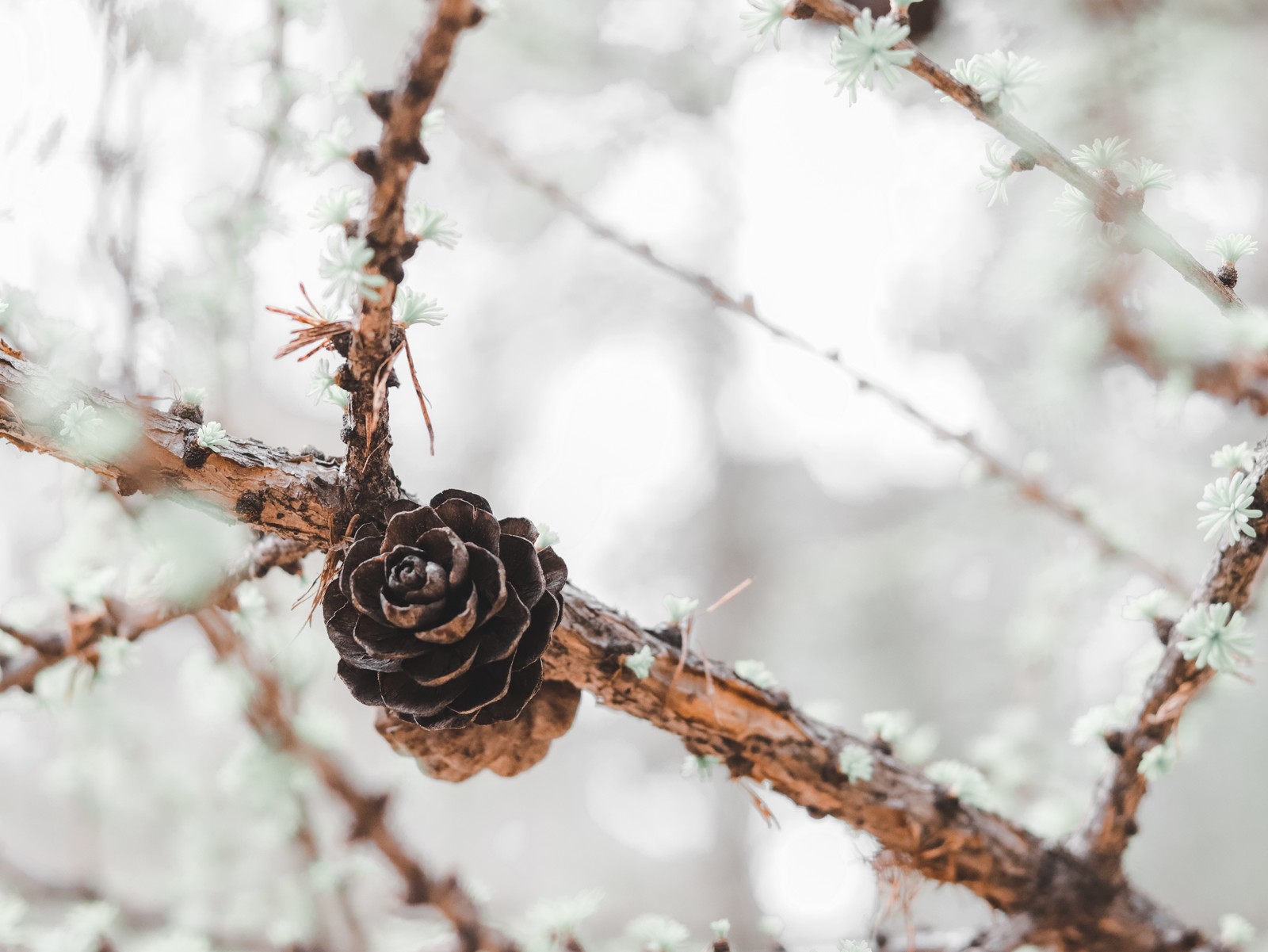 Spring - My, , Lightroom, Canon, Longpost, The photo