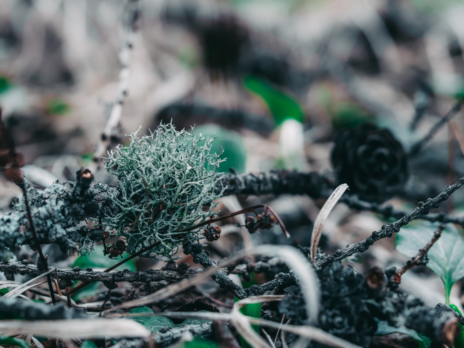 Spring - My, , Lightroom, Canon, Longpost, The photo