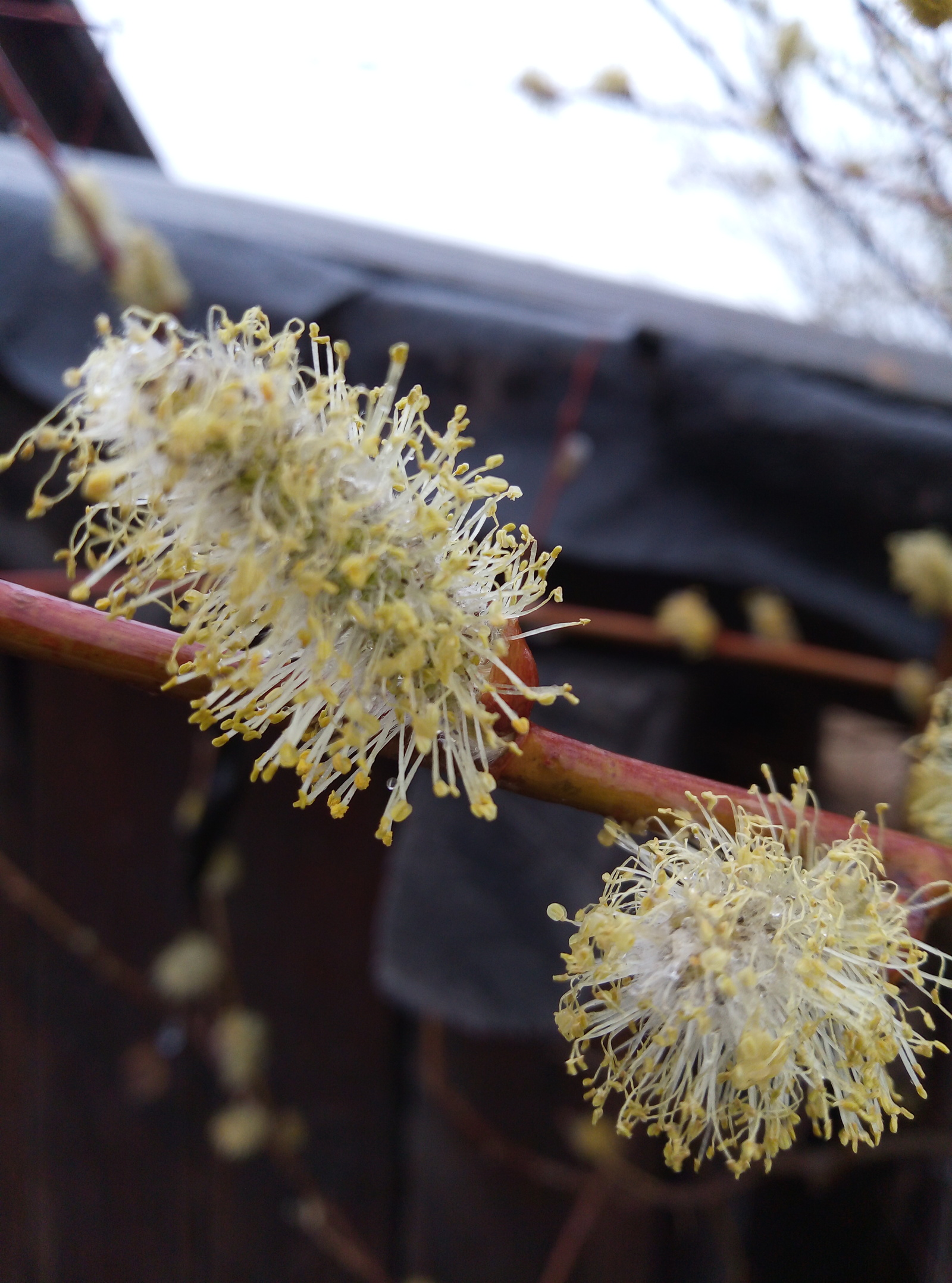 It's raining in Transbaikalia - Transbaikalia, May, Rain, Bird cherry, Longpost