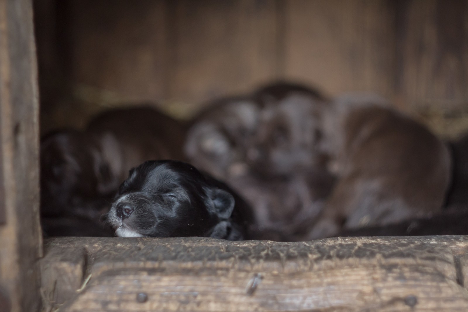 Puppies - My, The photo, Canon 650d, Puppies, Beginning photographer, Longpost, Dog, Animals