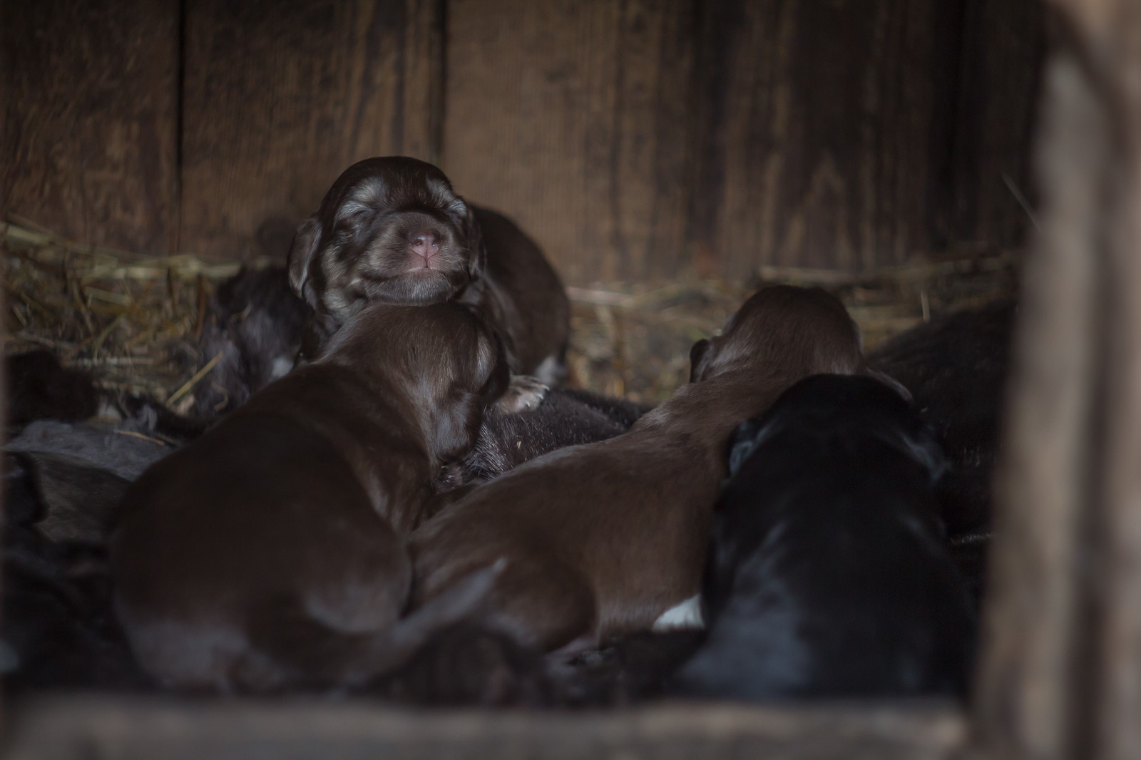 Puppies - My, The photo, Canon 650d, Puppies, Beginning photographer, Longpost, Dog, Animals