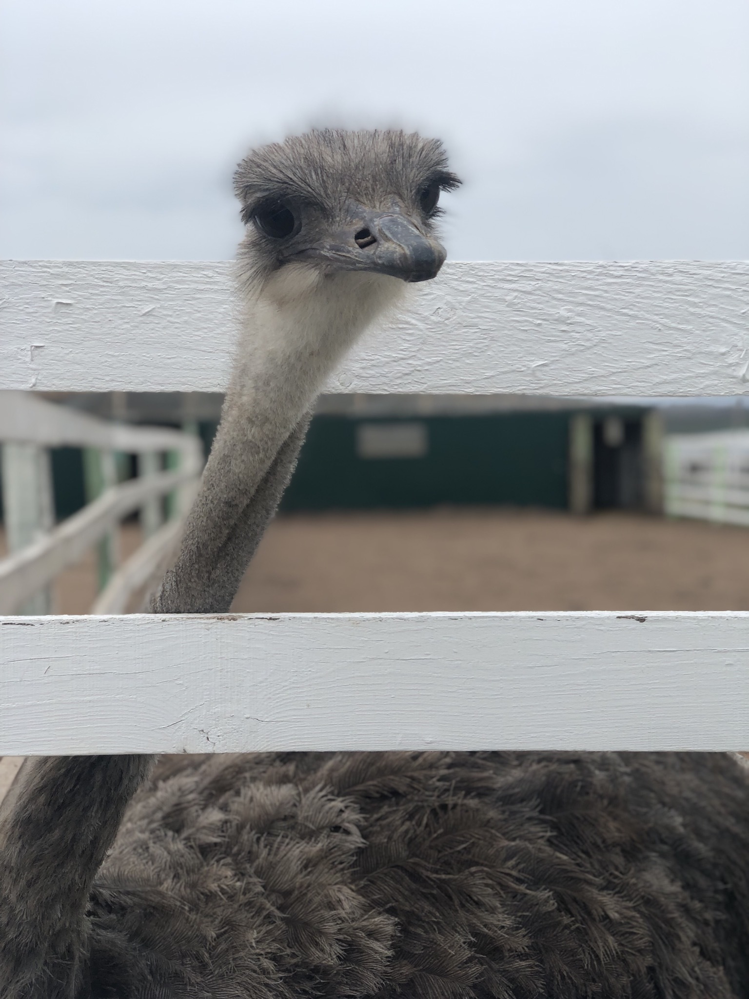 Ostrich Farm - My, Ostrich, Ostrich Farm, GIF, Longpost