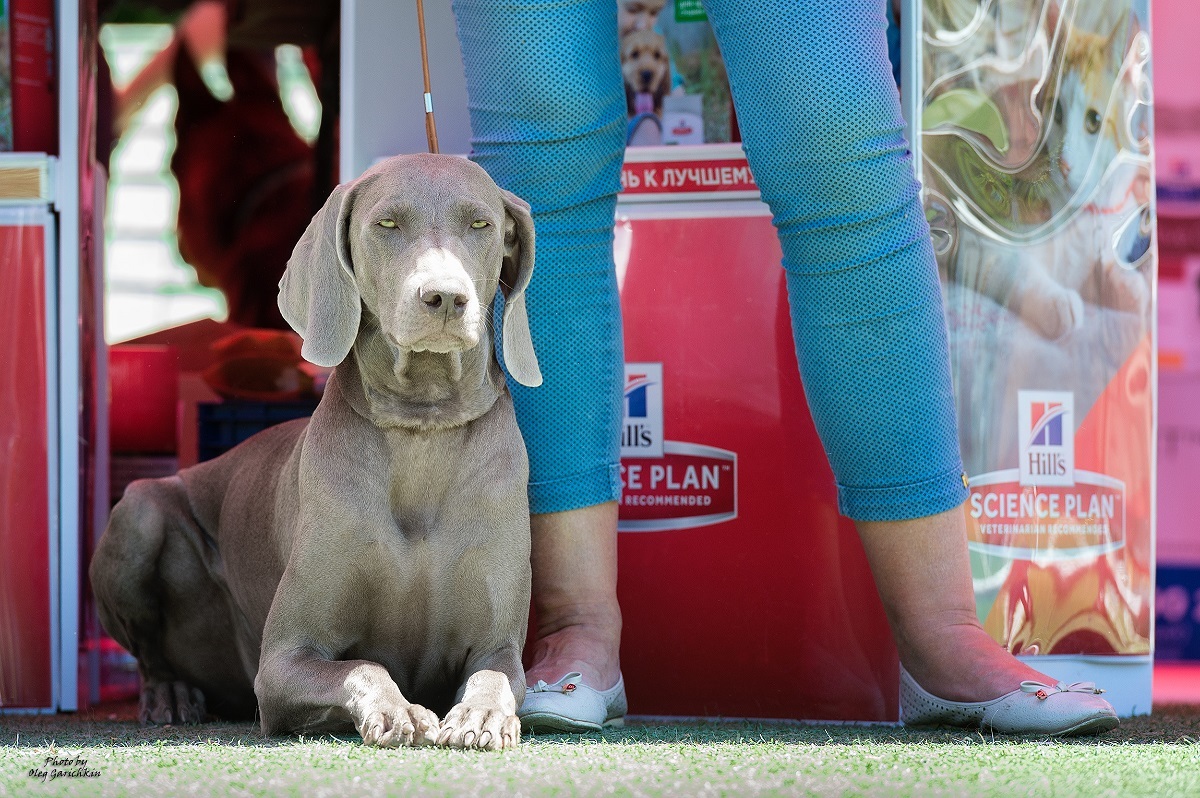 Another series of reportage pictures from dog shows that took place in the South of Russia in 2018, pleasant viewing))) - My, Dog, Dogs and people, Dog show, Dog days, Dog lovers, Animalistics, Longpost