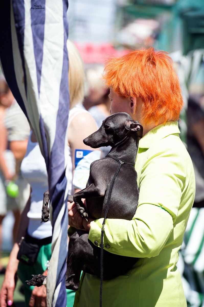 Another series of reportage pictures from dog shows that took place in the South of Russia in 2018, pleasant viewing))) - My, Dog, Dogs and people, Dog show, Dog days, Dog lovers, Animalistics, Longpost