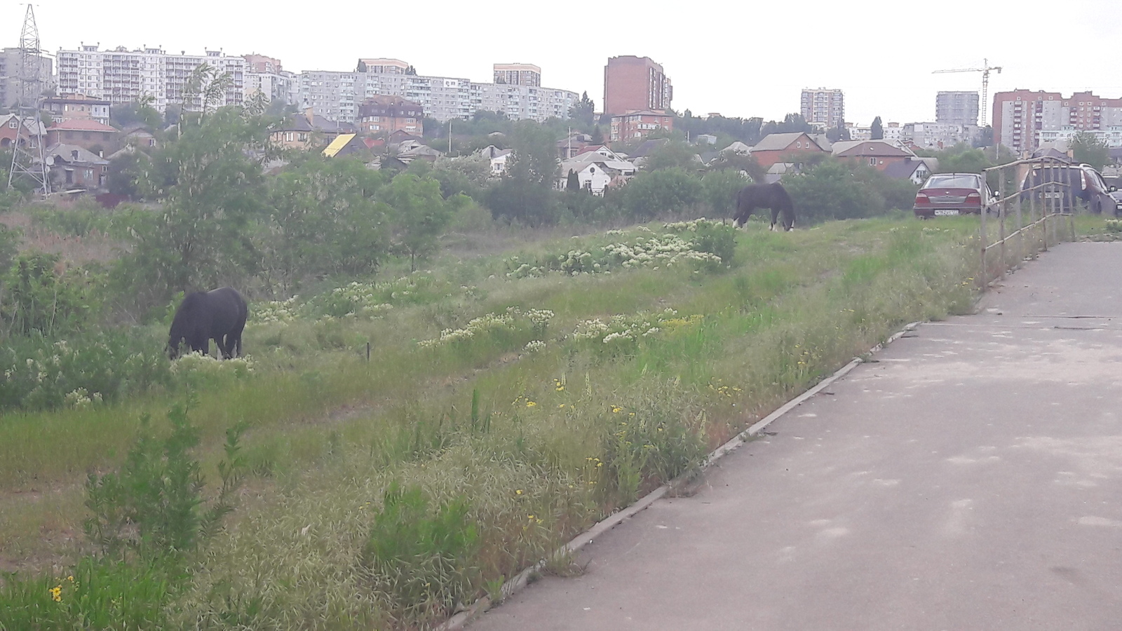 New neighbors - My, Wandering Circus, They graze in the meadow, Longpost