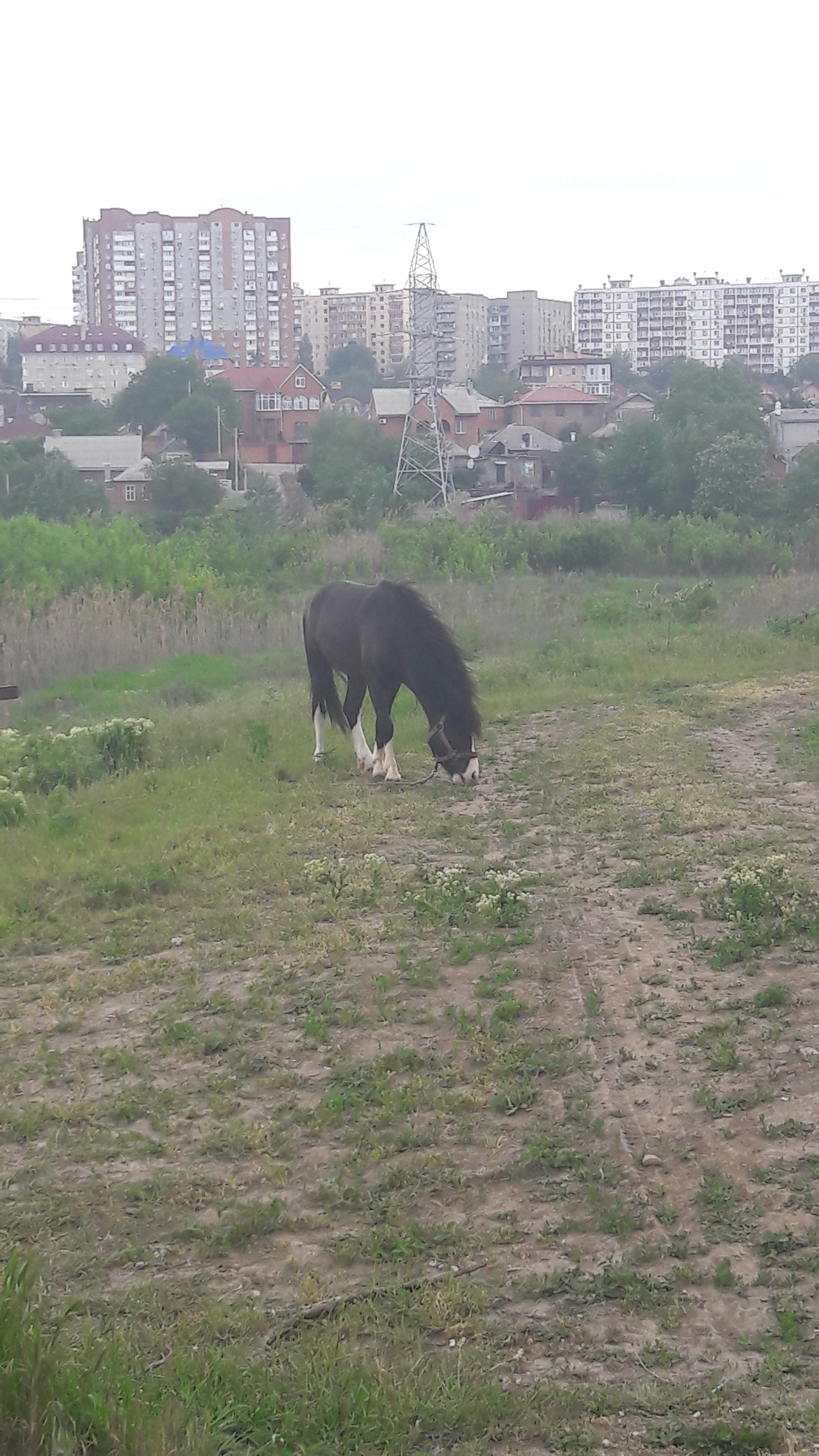 New neighbors - My, Wandering Circus, They graze in the meadow, Longpost