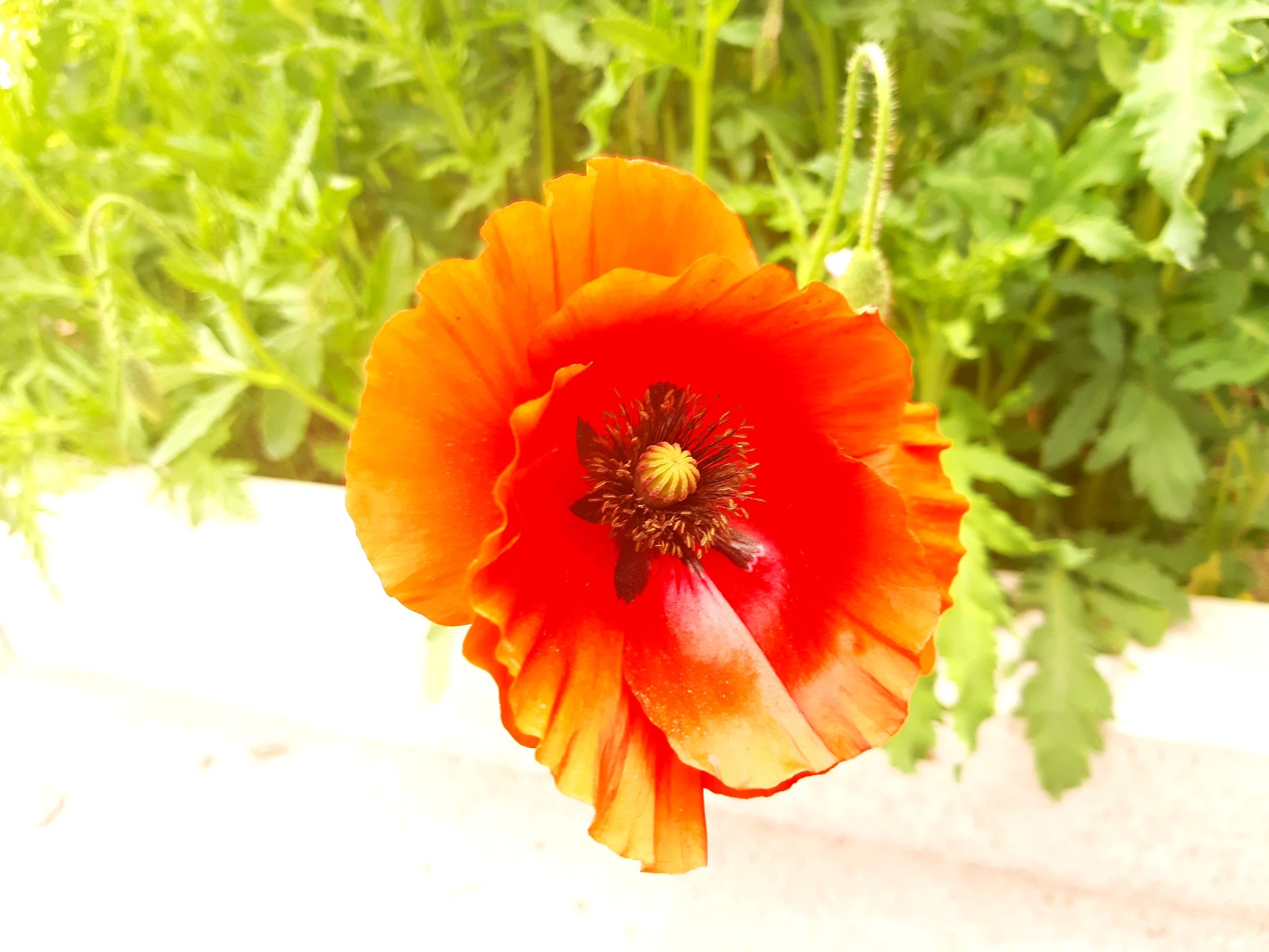 Poppies - My, Poppies, Flowers, Spring, Longpost, Poppy