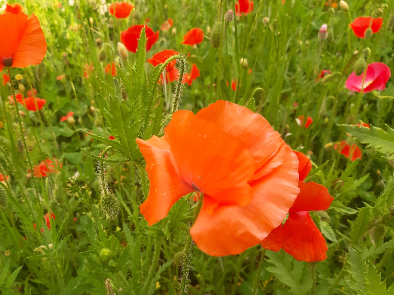 Poppies - My, Poppies, Flowers, Spring, Longpost, Poppy