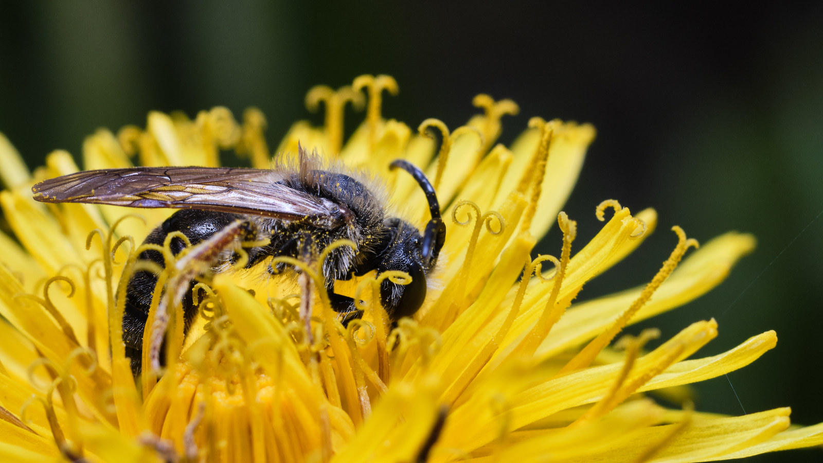 Macro - My, Macro, Insects, The photo, Longpost, Macro photography