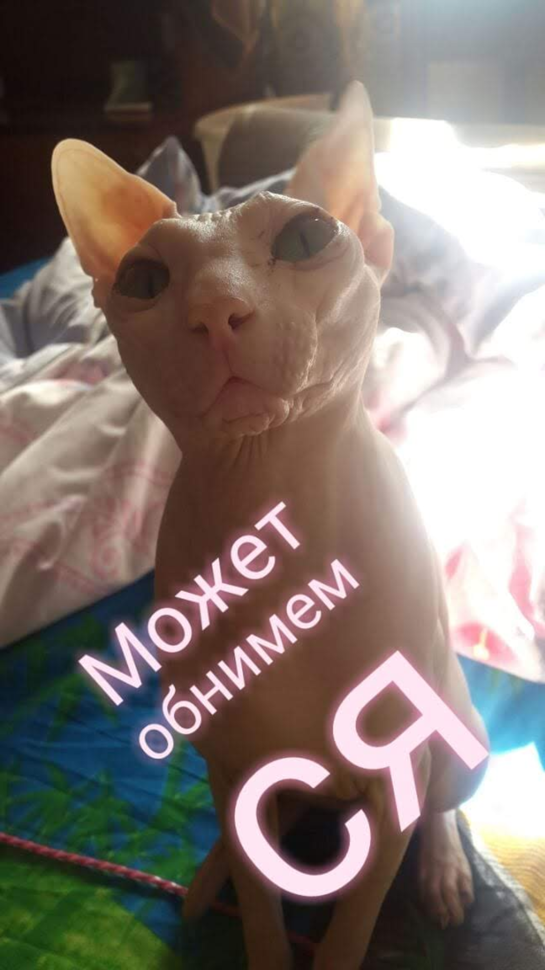 Just my cat - My, cat, Don Sphynx, Casper, Handsome men