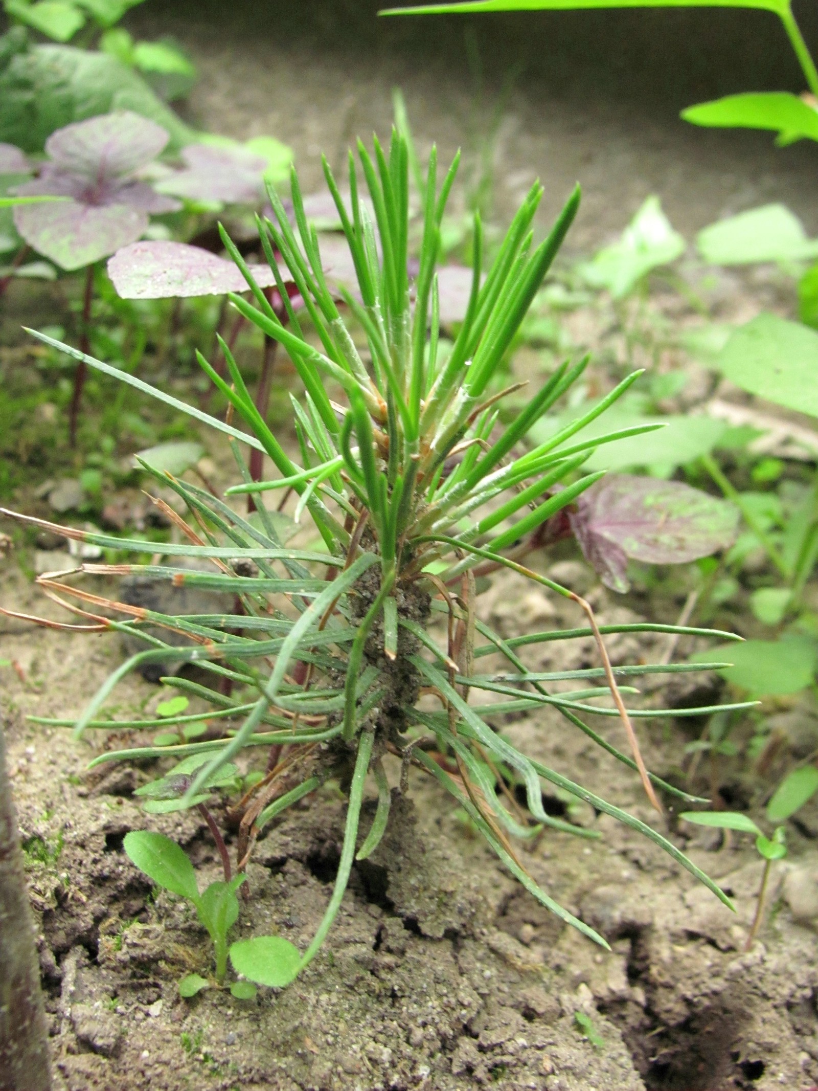 pine sprout - My, Pine, Sprout, Conifers