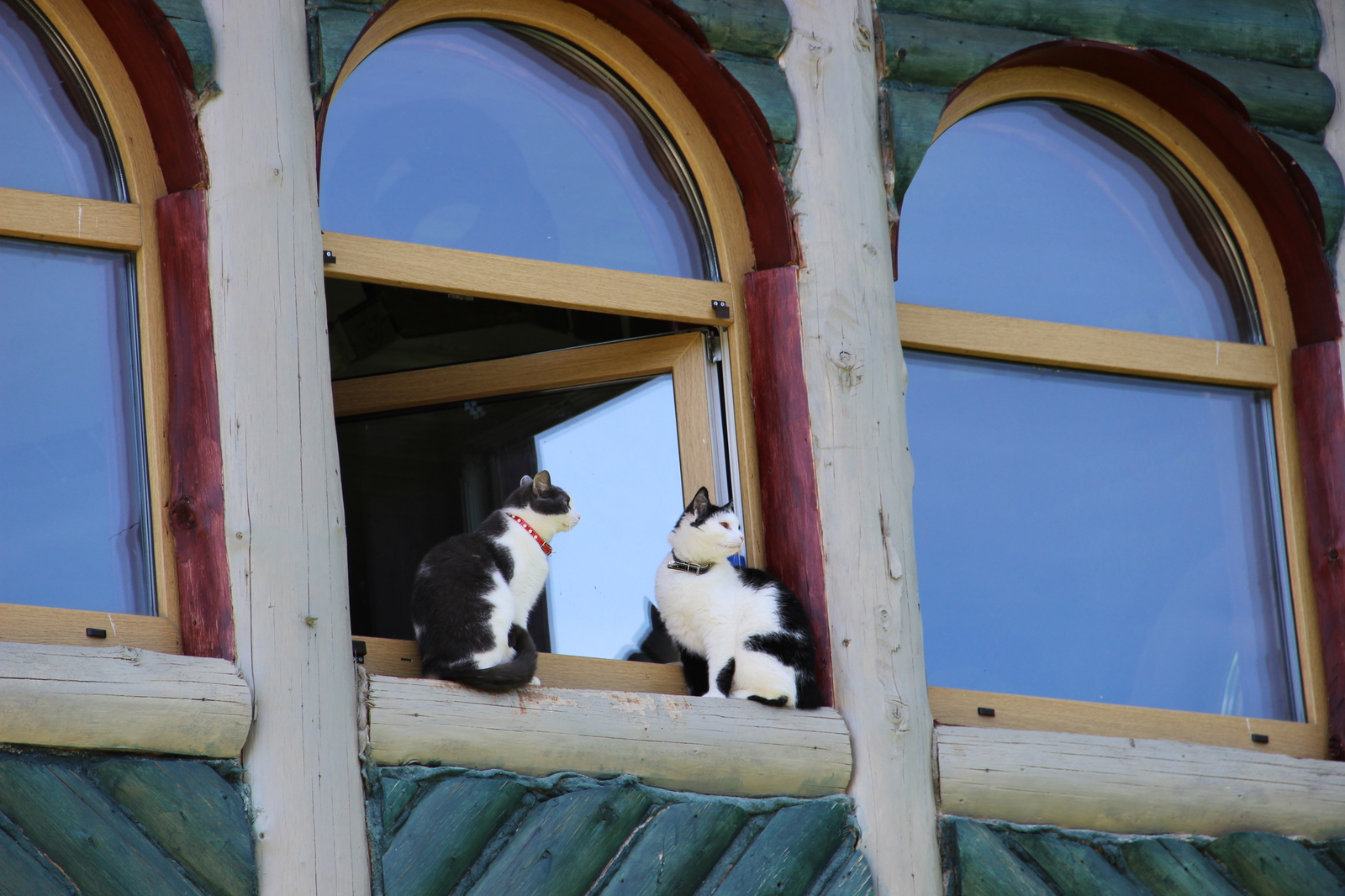 Cats in the window - My, The photo, cat, Catomafia, Longpost