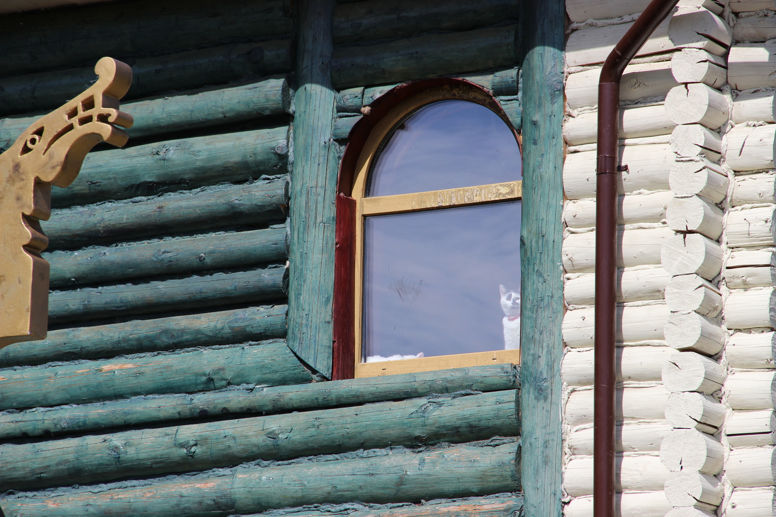 Cats in the window - My, The photo, cat, Catomafia, Longpost