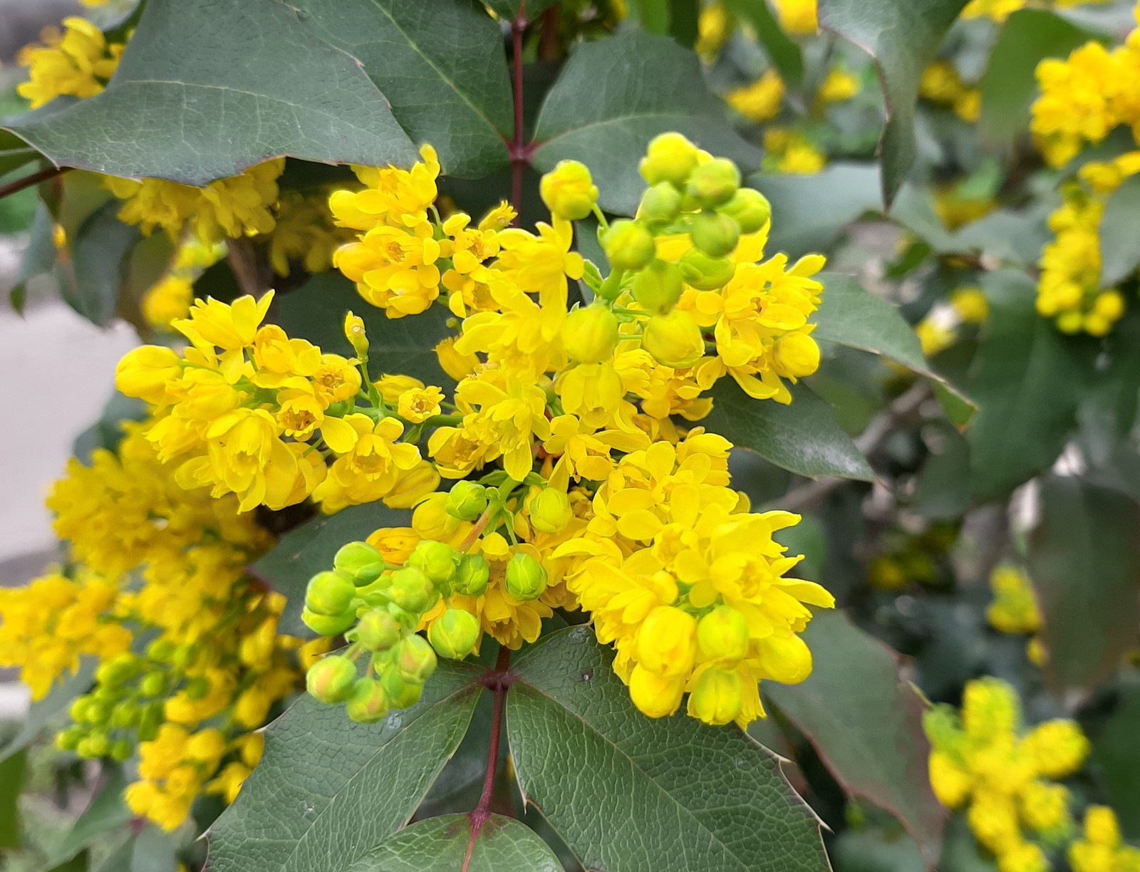 Mahonia holly - My, Bloom, Bushes, Longpost