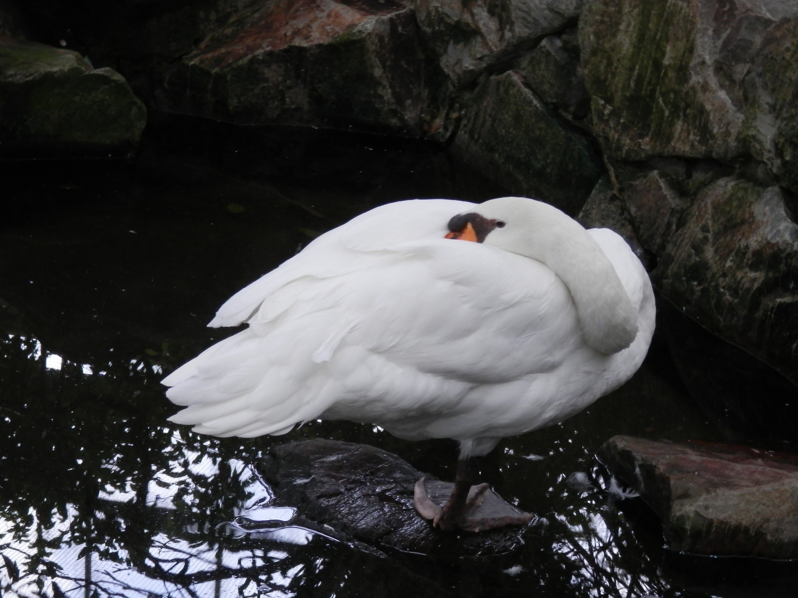 Izumo. - My, Japan, Traveling in Asia, Birds, Longpost, Travels