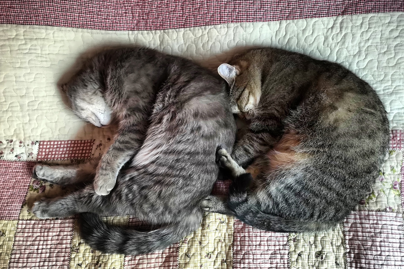 Time to sleep - My, , Milota, cat, Dream