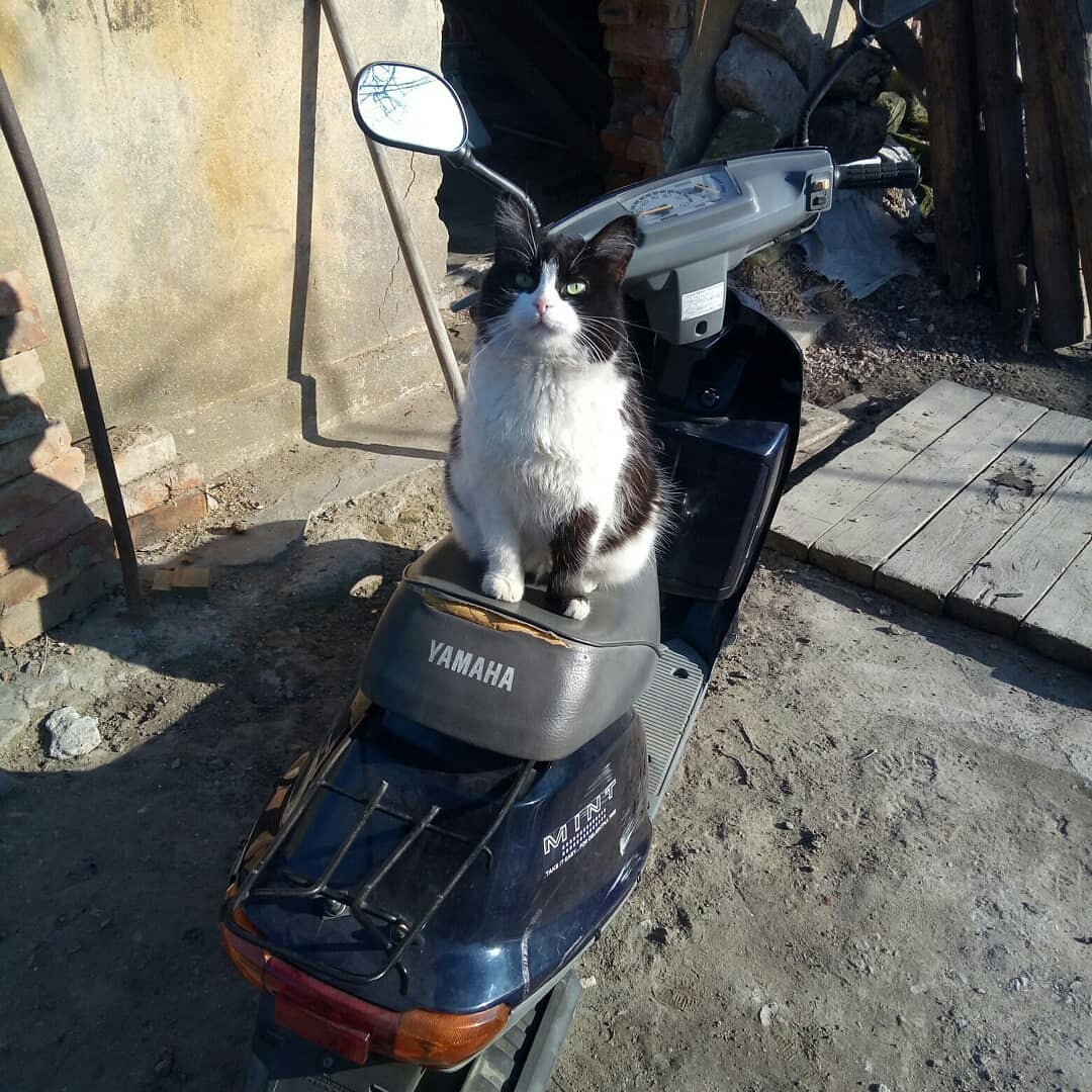 Долгожданная заправка) - Моё, Длиннопост, Начинающий фотограф, Котомафия, Кот