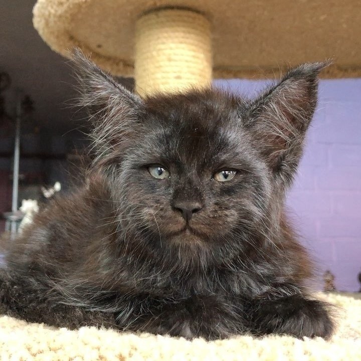 A cat with a human face. - cat, Maine Coon, Catomafia, Longpost