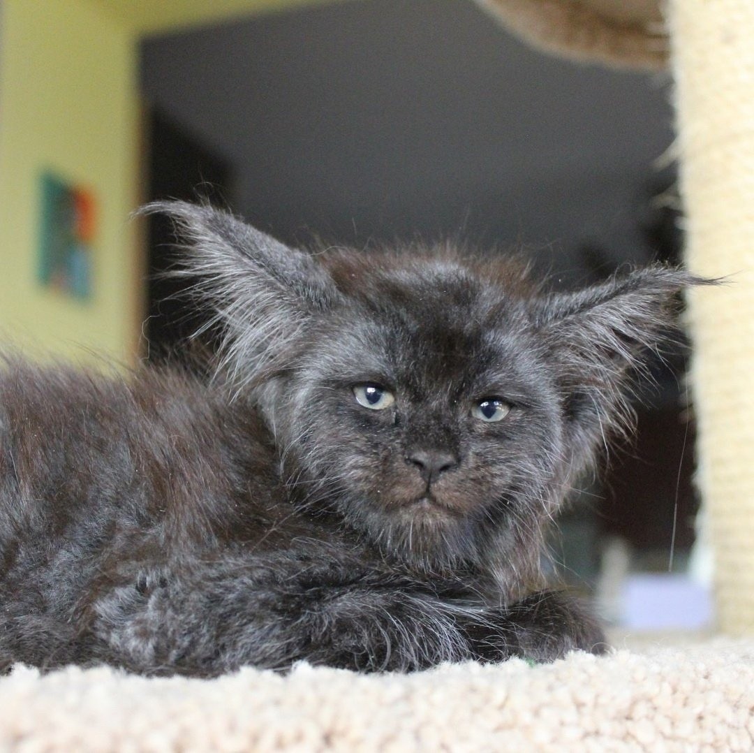 A cat with a human face. - cat, Maine Coon, Catomafia, Longpost