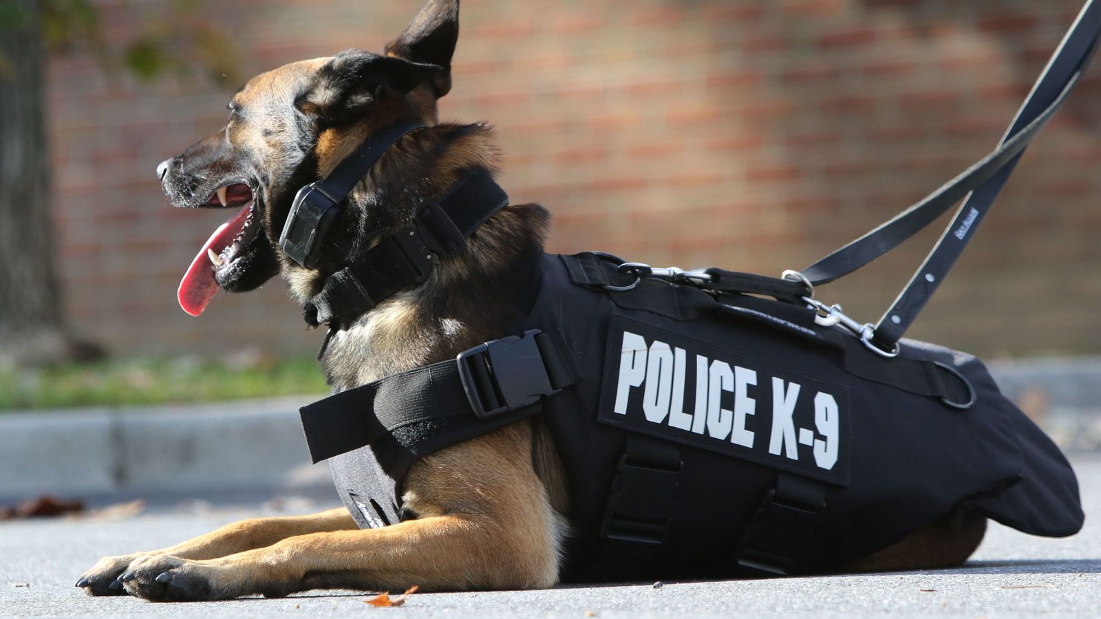 Police dog gif