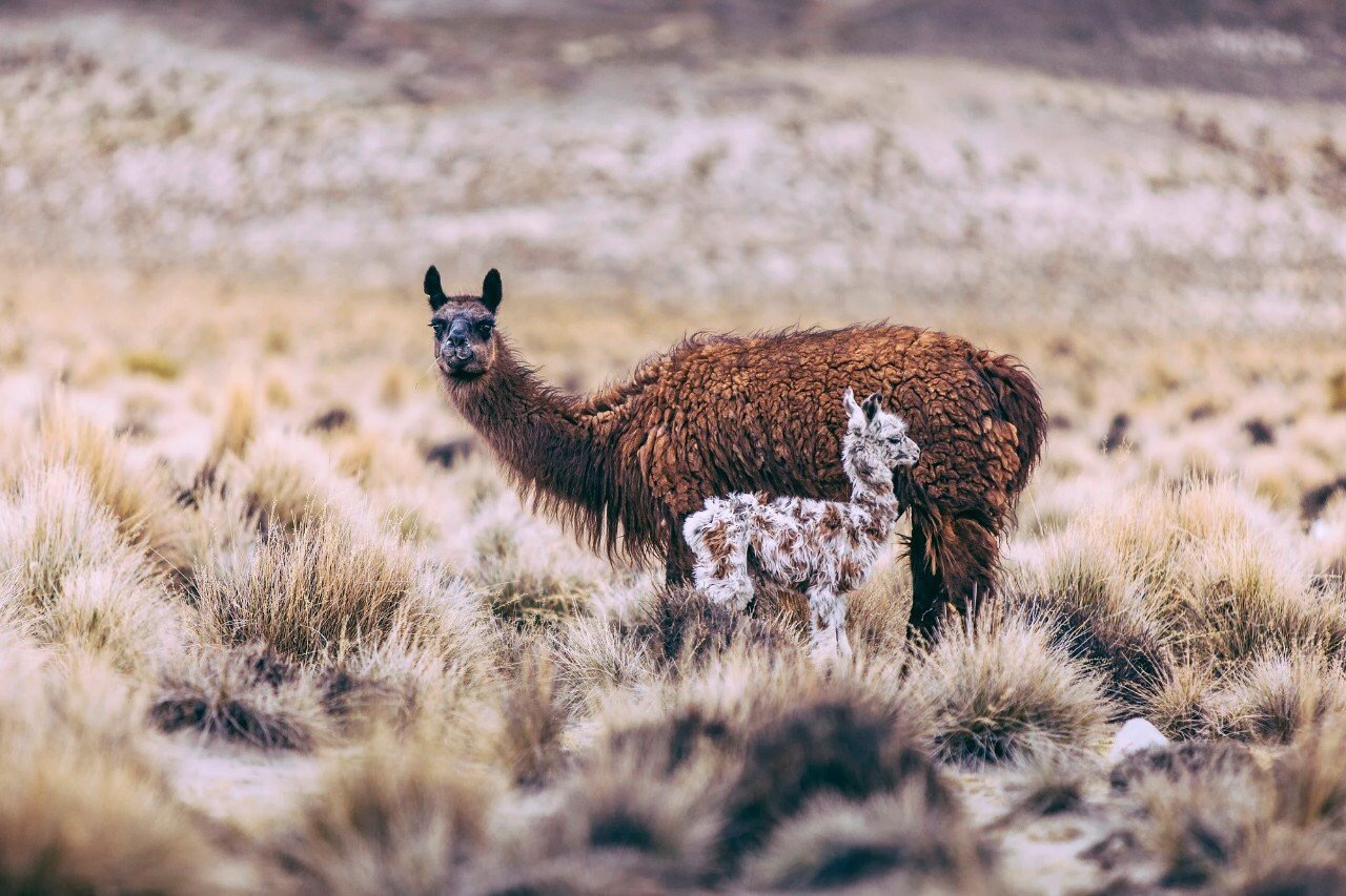 mama lama - Llama, Family