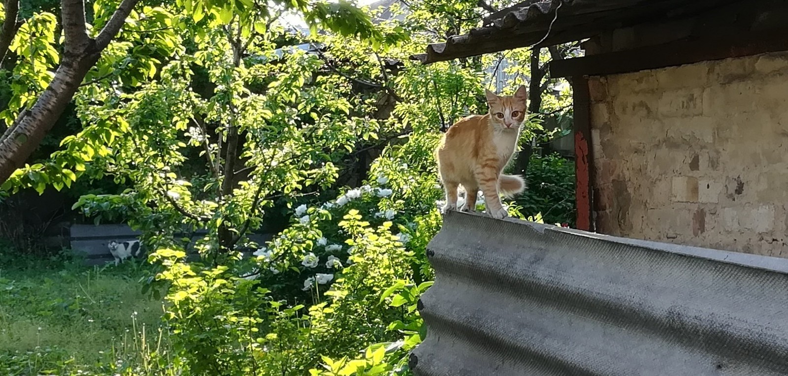 My cuteness... - My, Catomafia, Nature, Longpost, cat