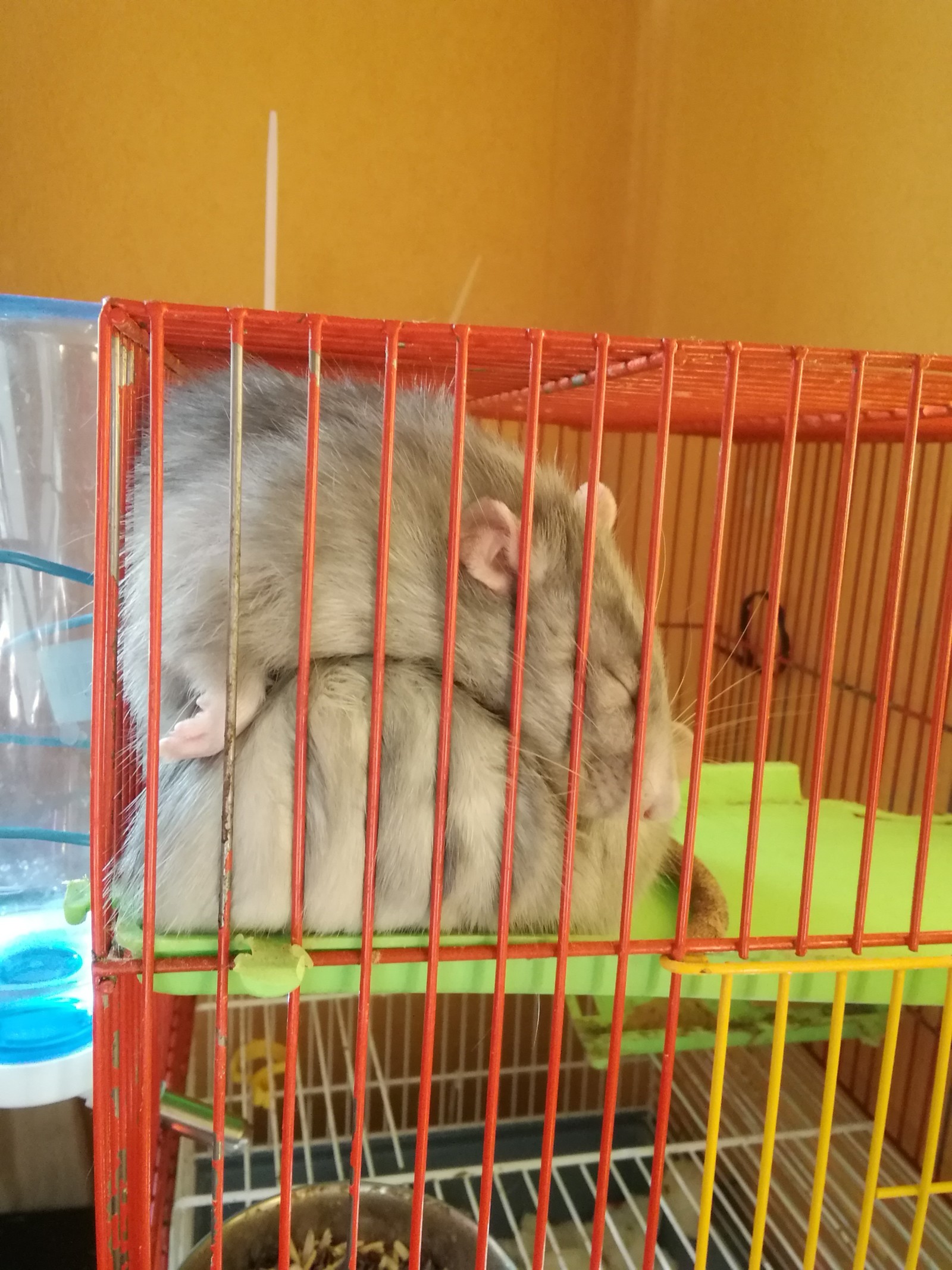 ratty - My, Rat, Milota, Longpost