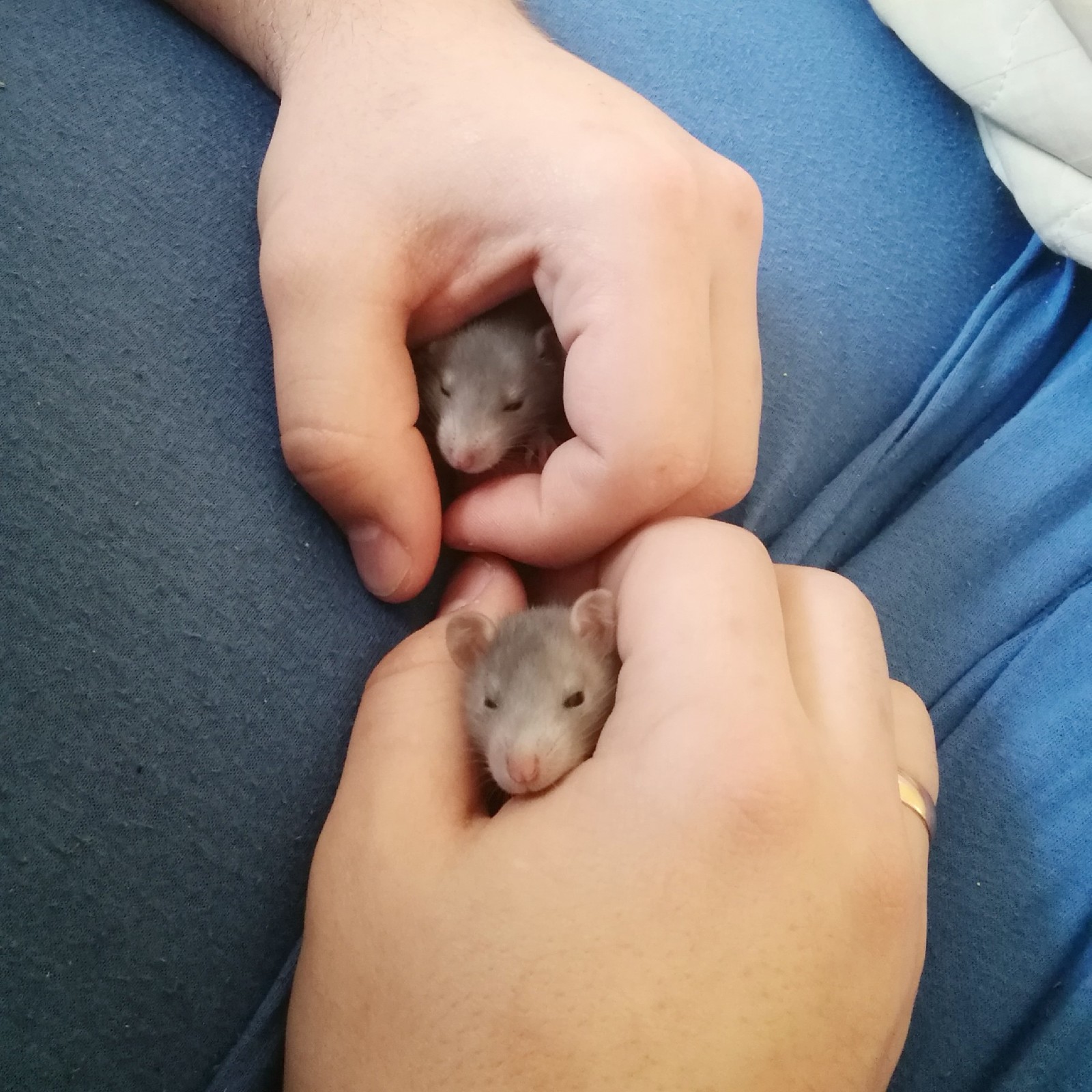 ratty - My, Rat, Milota, Longpost