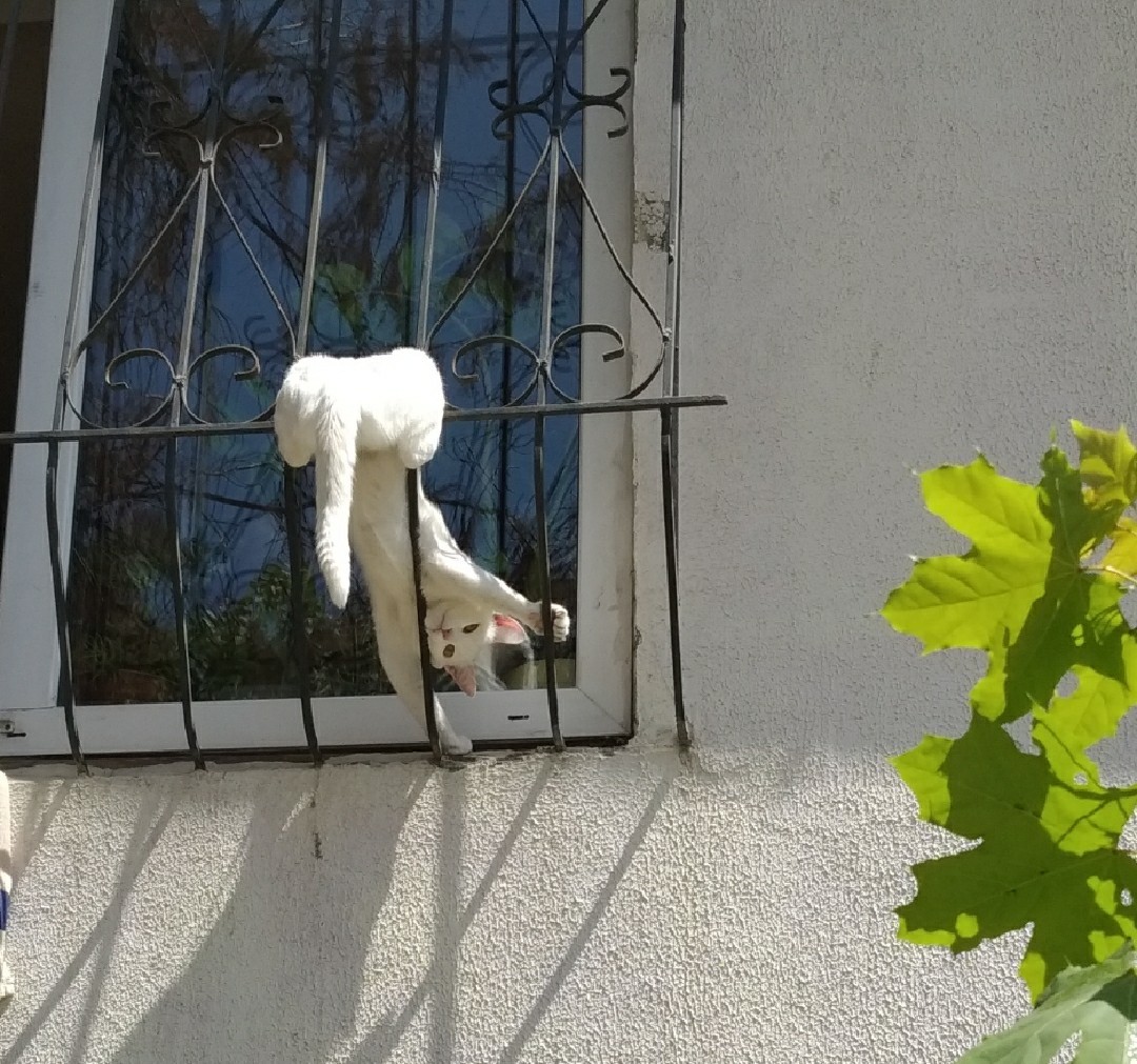 Maybe the tail is dry - My, cat, Catomafia, Summer, Crimea