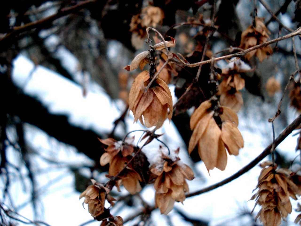 Winter - My, Snow, Longpost, Winter, December