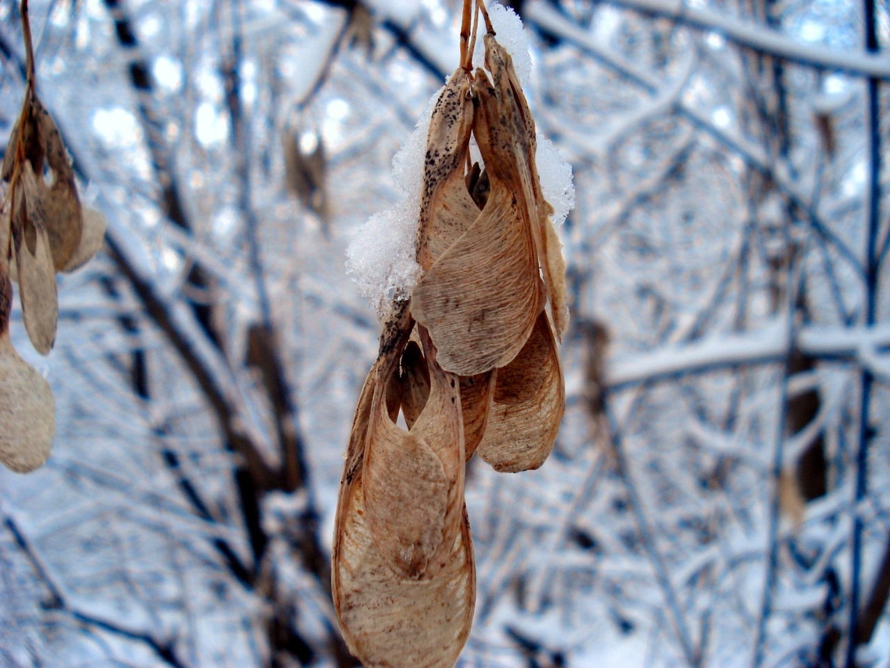 Winter - My, Snow, Longpost, Winter, December