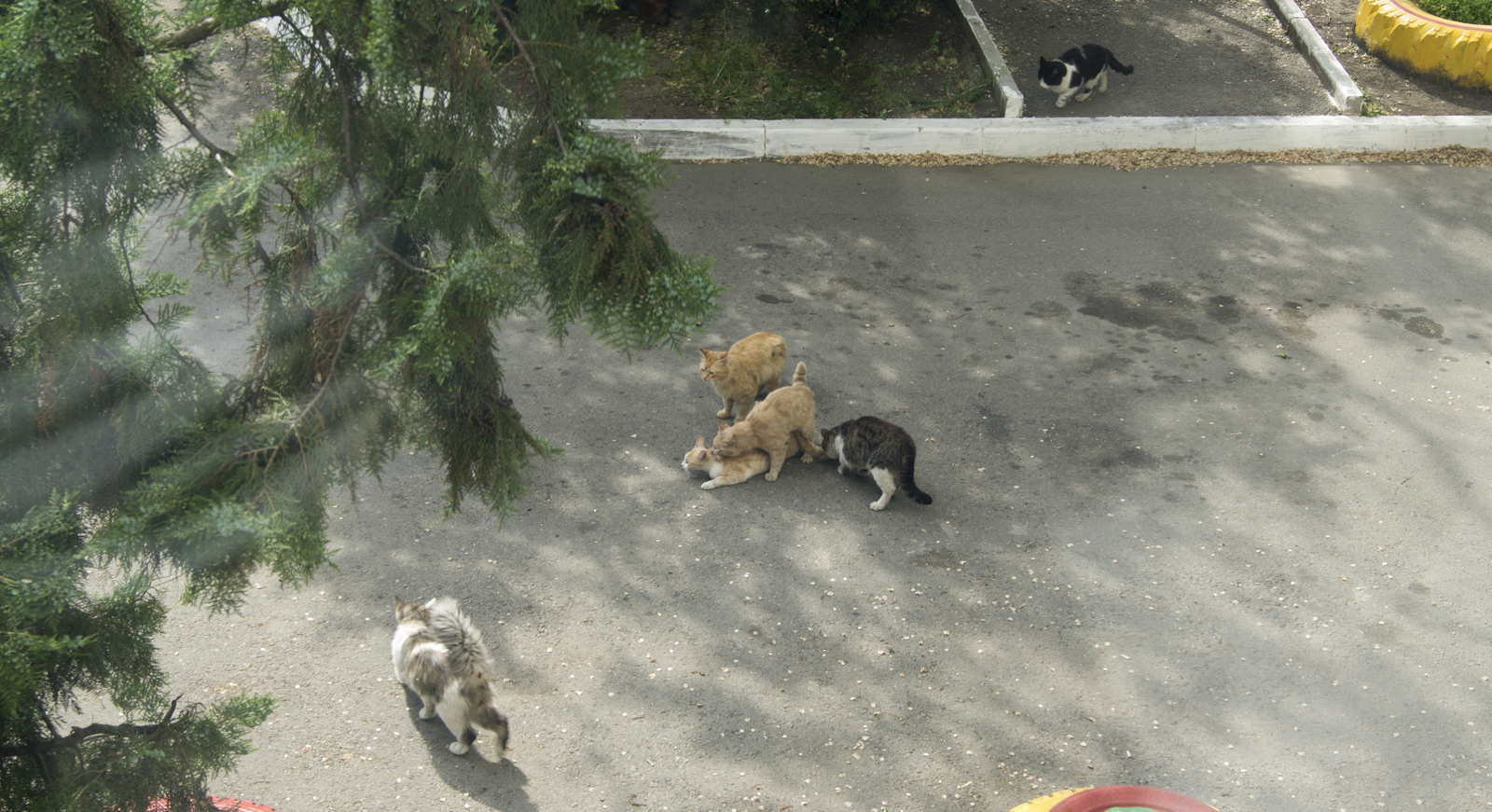 From the life of a yard cat mafia - My, Courtyard, cat, Catomafia, Pairing, Advisers, Redheads, Усы